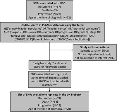 External Replication of Urinary Bladder Cancer Prognostic Polymorphisms in the UK Biobank